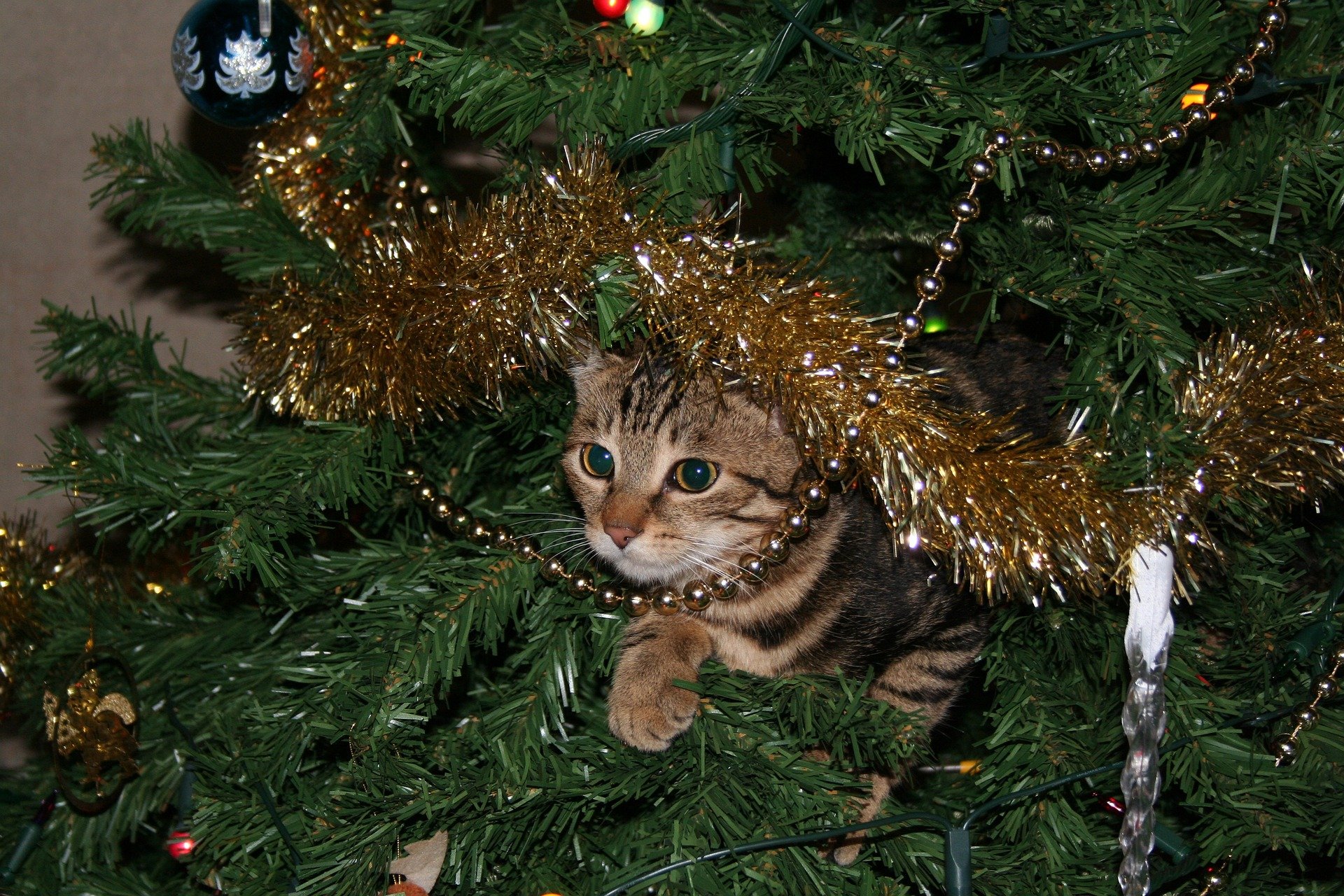 Christmas-pet-family-law
